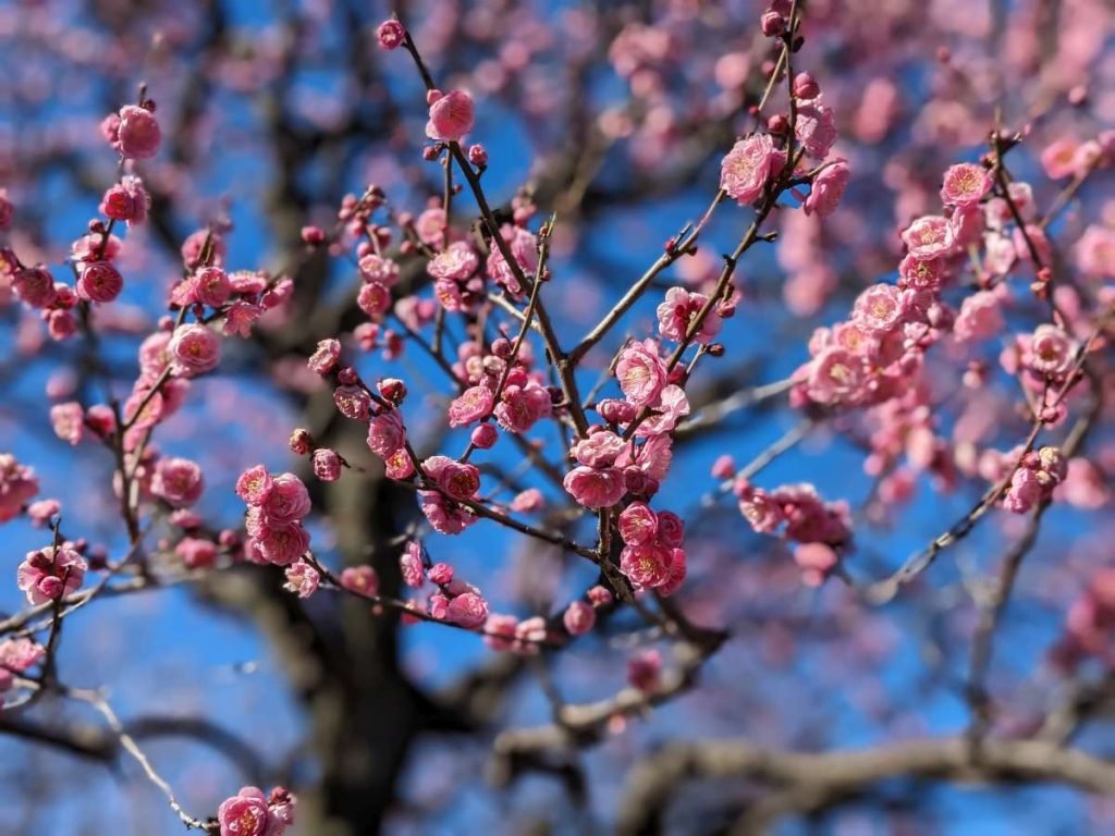 🏞️ 아다치 도시농업공원 (아다치쿠토시노교코엔) 이미지 7